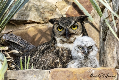Athena Great Horned Owl 2025